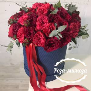 51 красная пионовидная роза шляпной в коробке с лентами R75